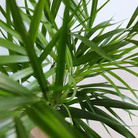 New 3 Bedroom Luxury Family - Airco, King Size Beds, Fully Equipped Kitchen, Balcony, Washingmachine, 2 Bathrooms, Free Parking, Fast Internet, 142m2 Apartment Machico (Madeira)