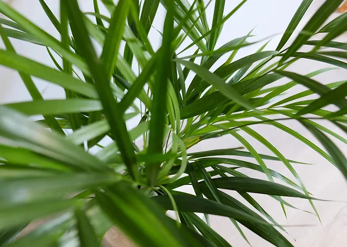 New 3 Bedroom Luxury Family - Airco, King Size Beds, Fully Equipped Kitchen, Balcony, Washingmachine, 2 Bathrooms, Free Parking, Fast Internet, 142m2 公寓 马希库